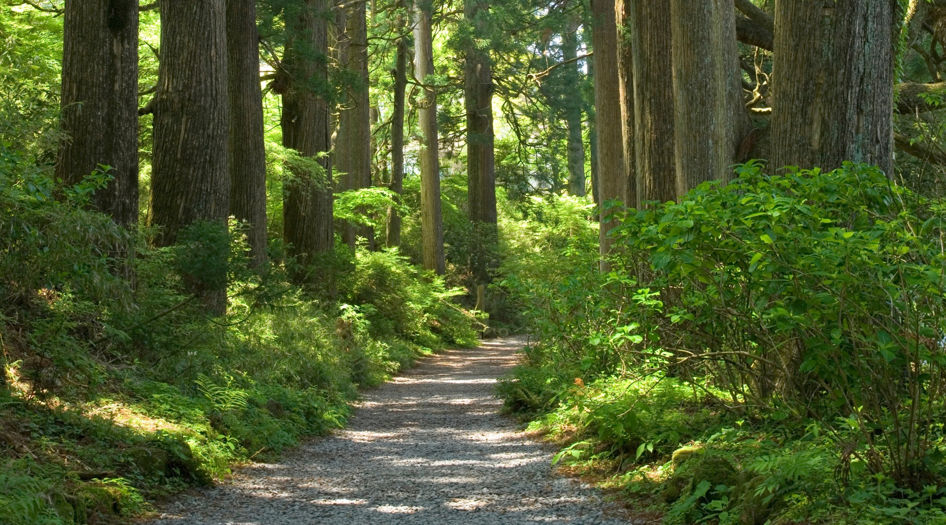 Cedar avenue