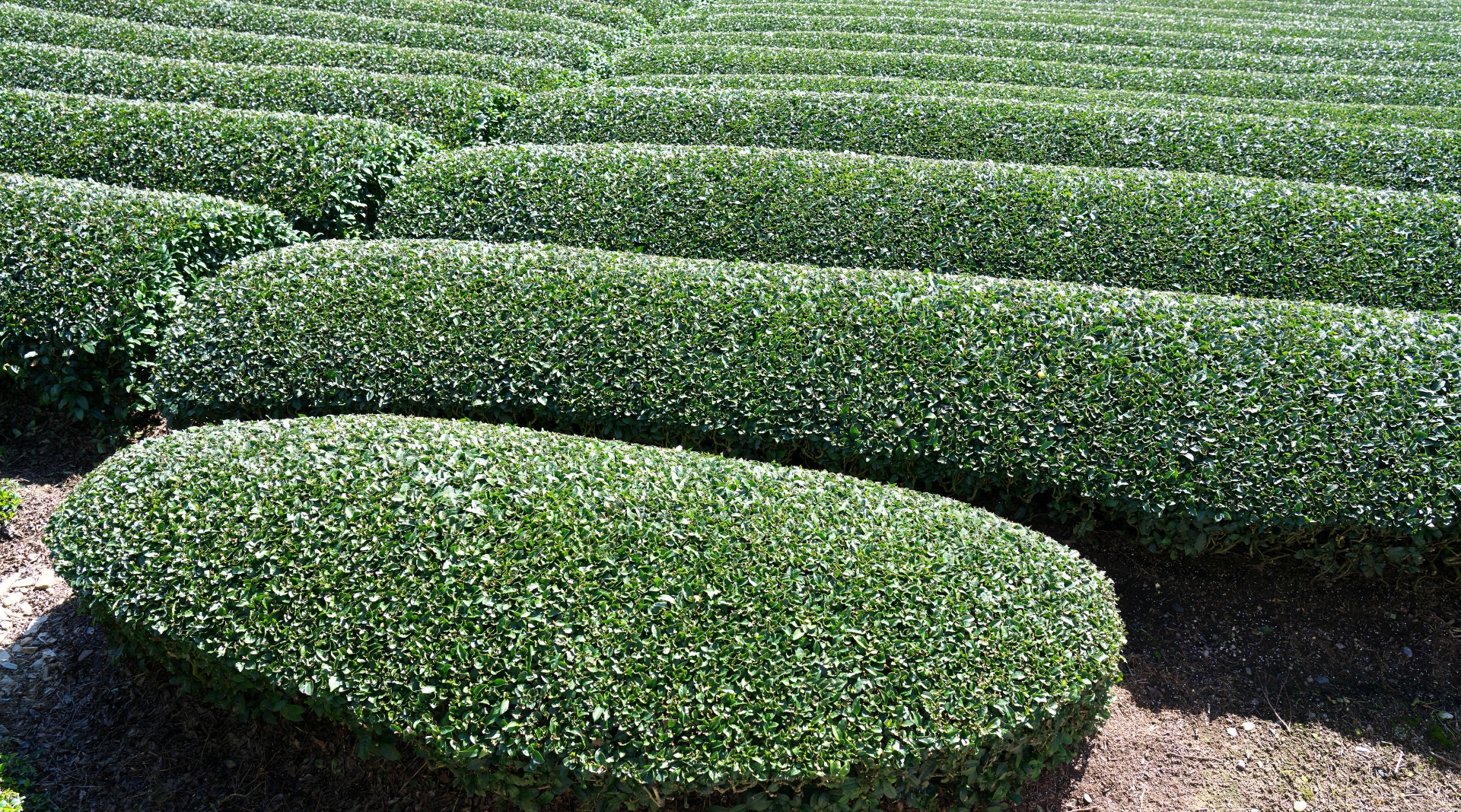 Uji Tea farm