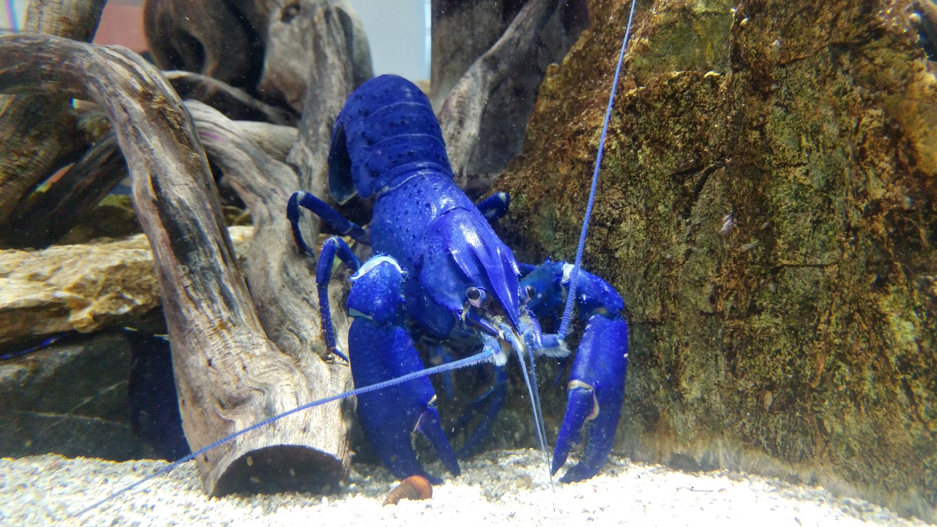 Blue crabfish