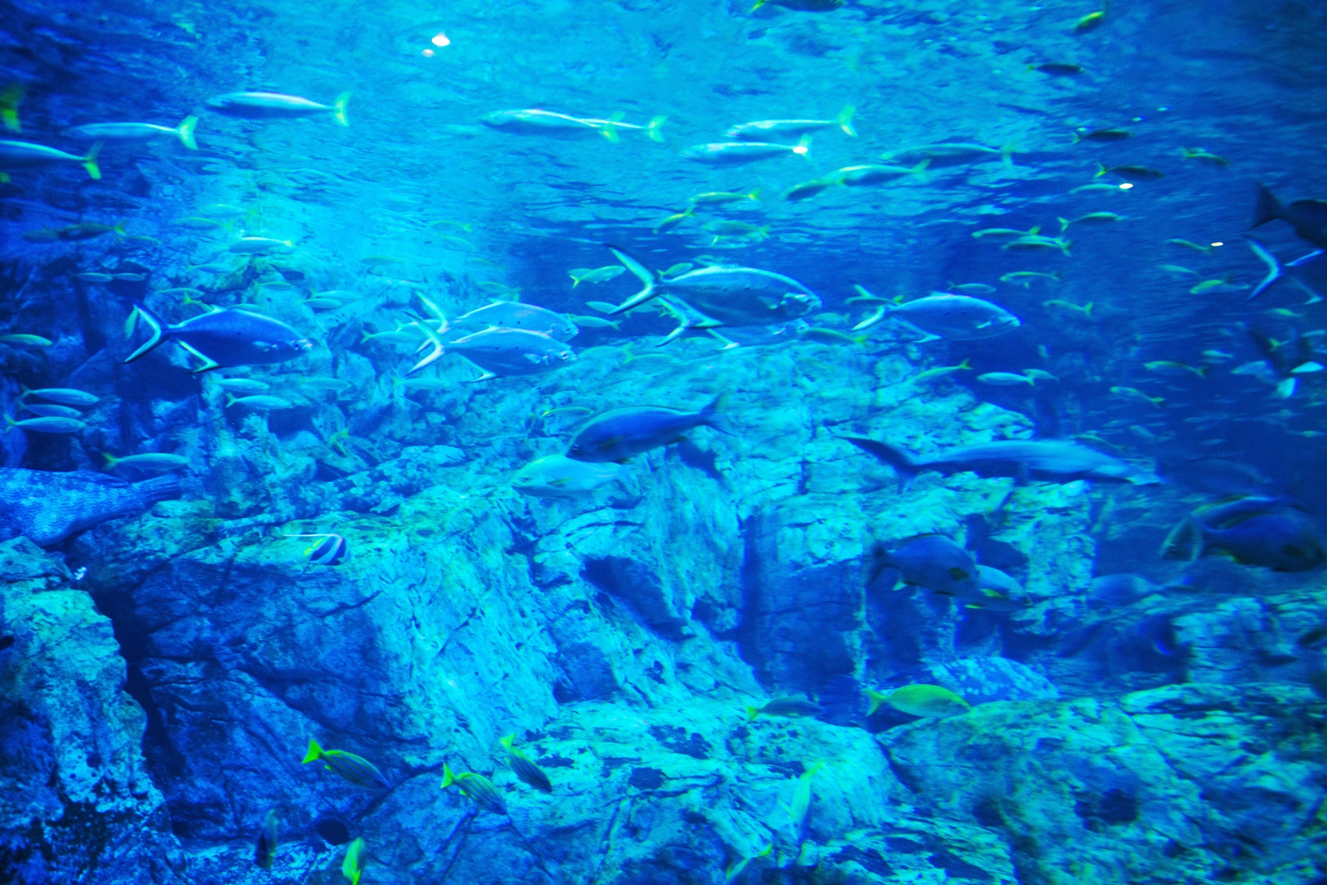 Umitamago Aquarium