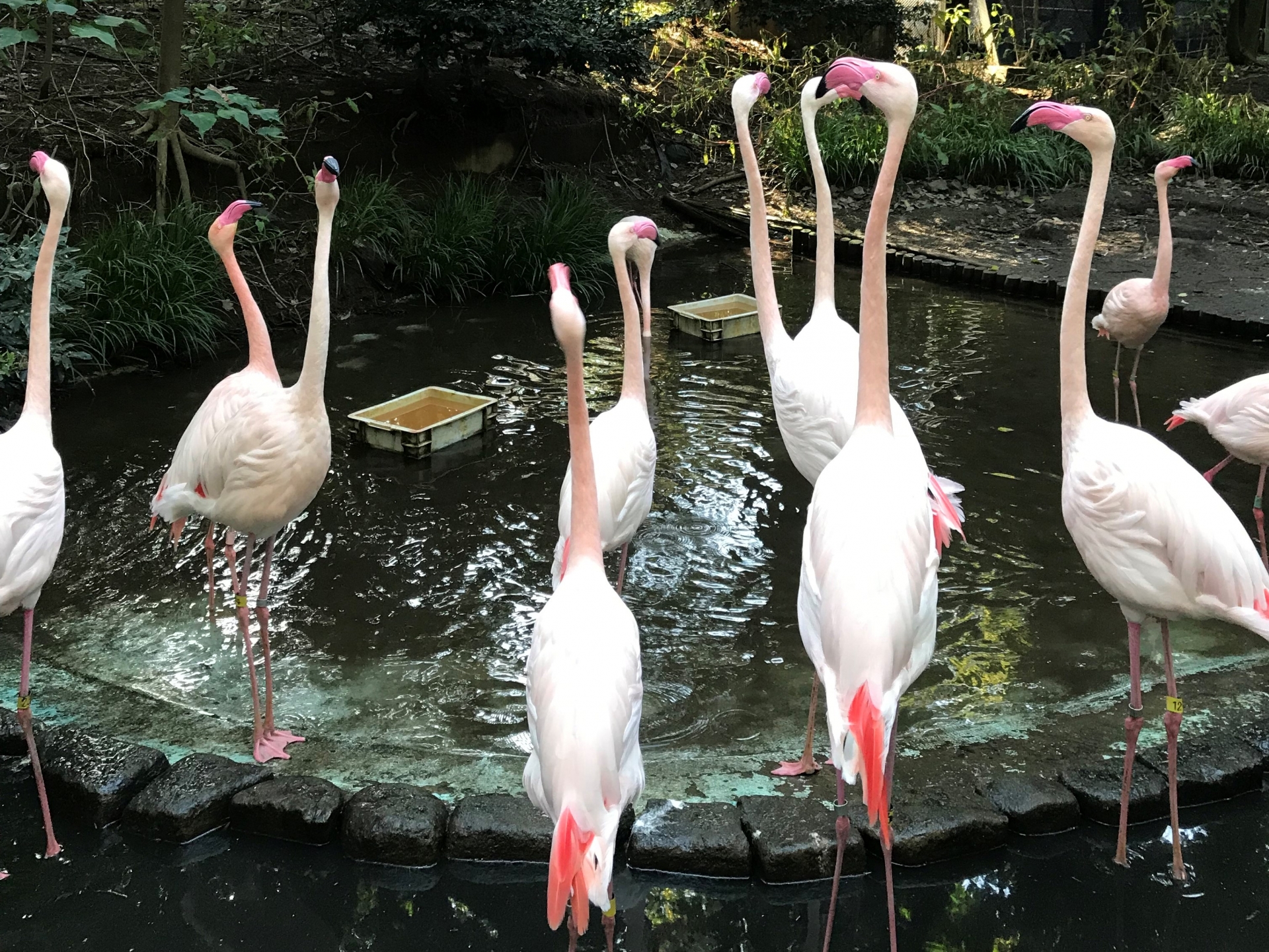 Flamingoes by water in Omiya park zoo