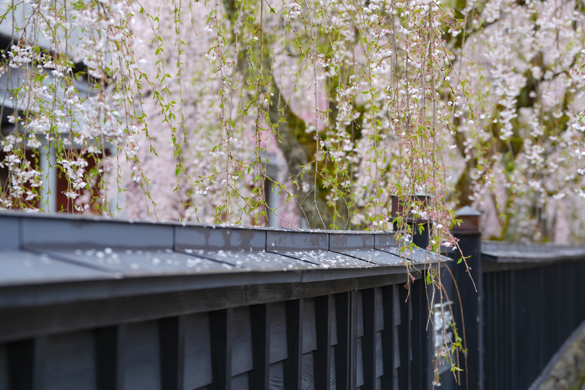Kakunodate samurai house and cherry blossom
