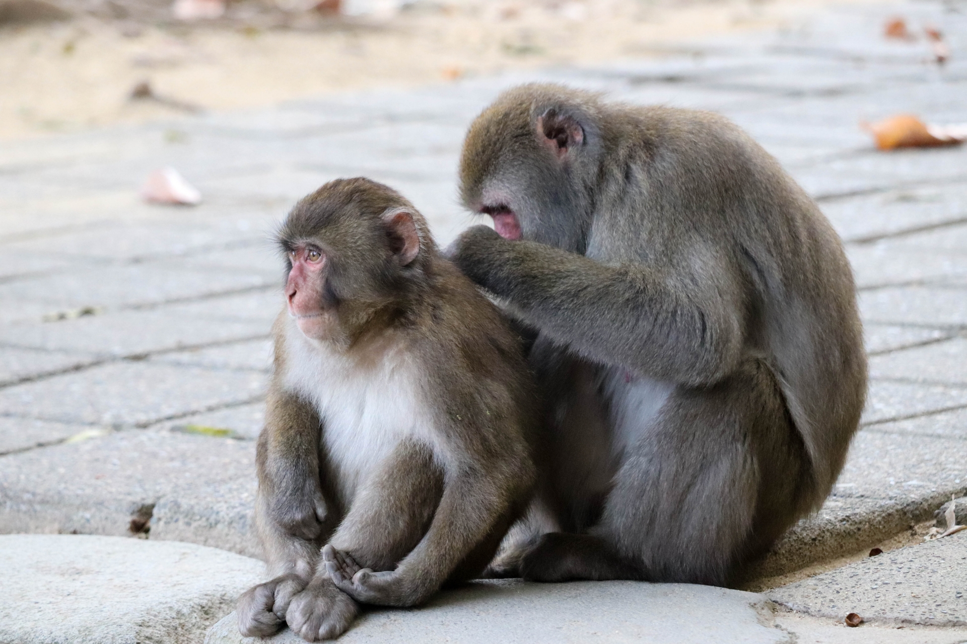 Japanese monkeys at Takasakiyama Zoological Garden