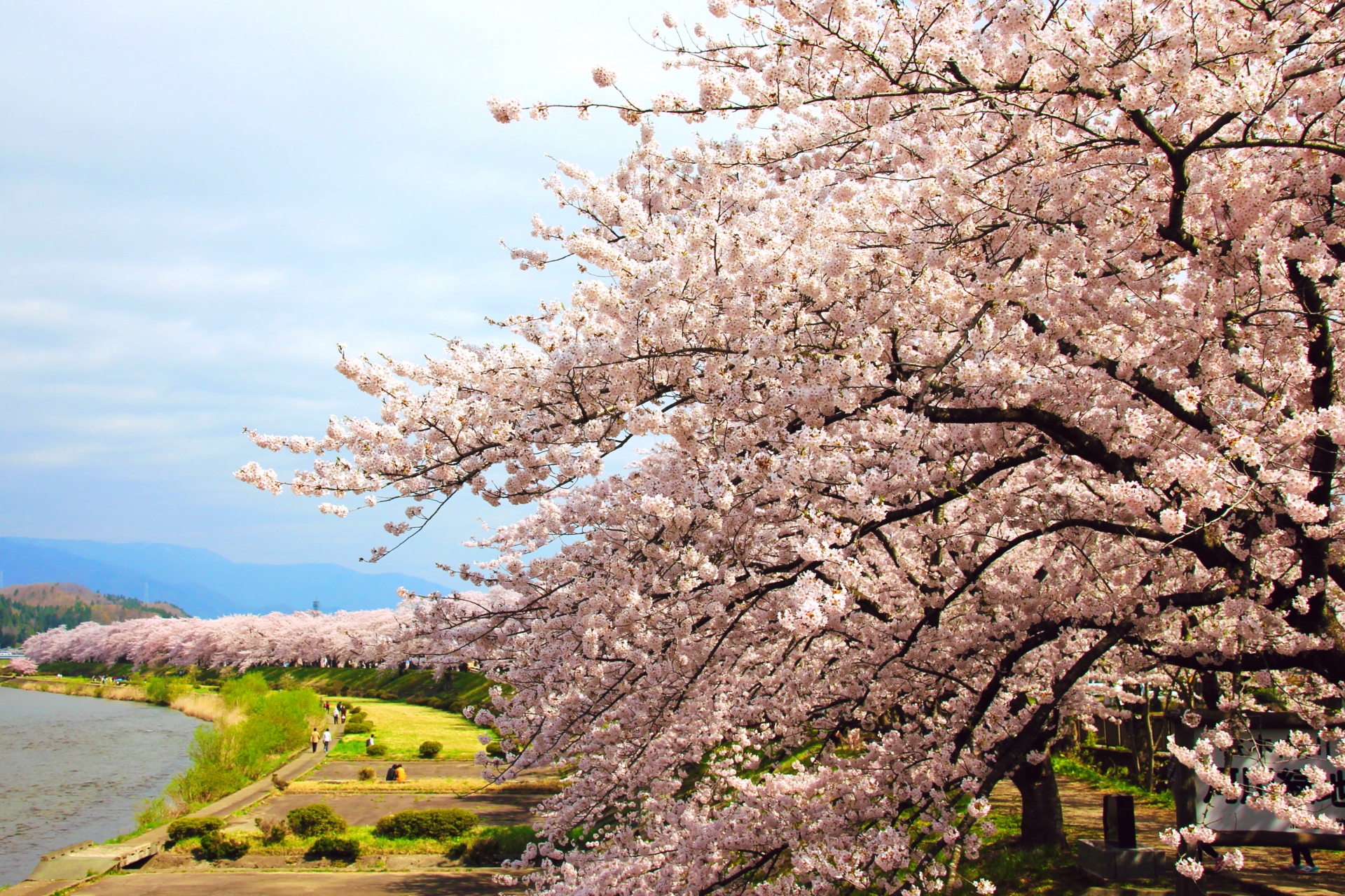 Cherry blossom trees on the bank of Hinokinai River in Kakunodate.