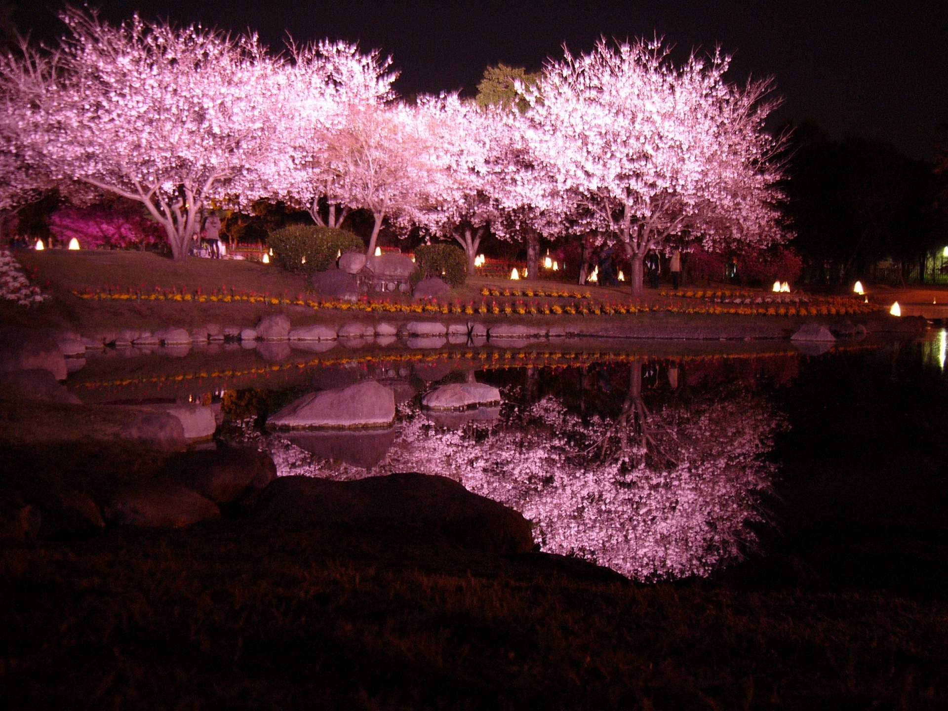 Beppu park cherry blossoms at night
