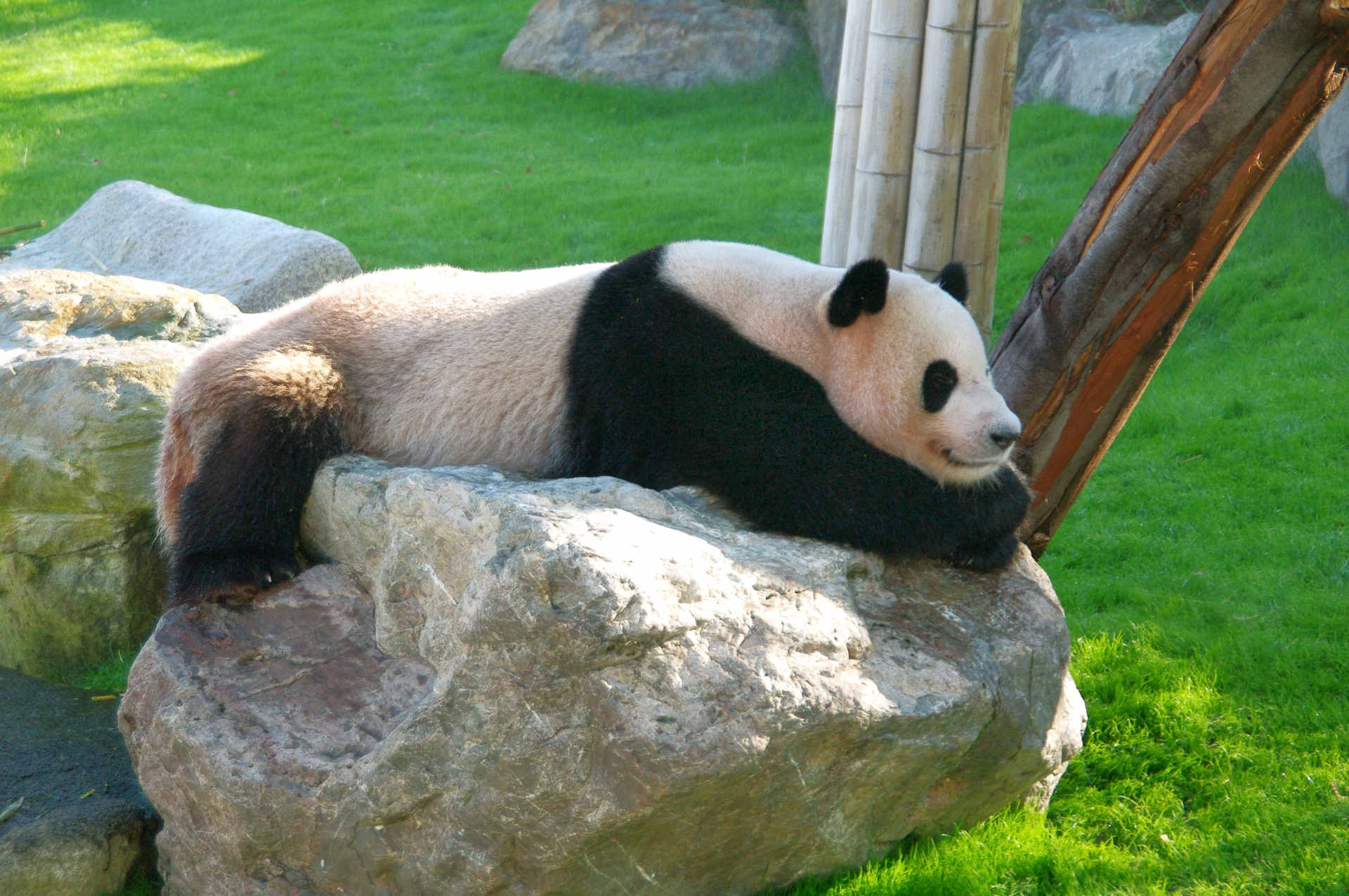 Panda in Adventure World Wakayama