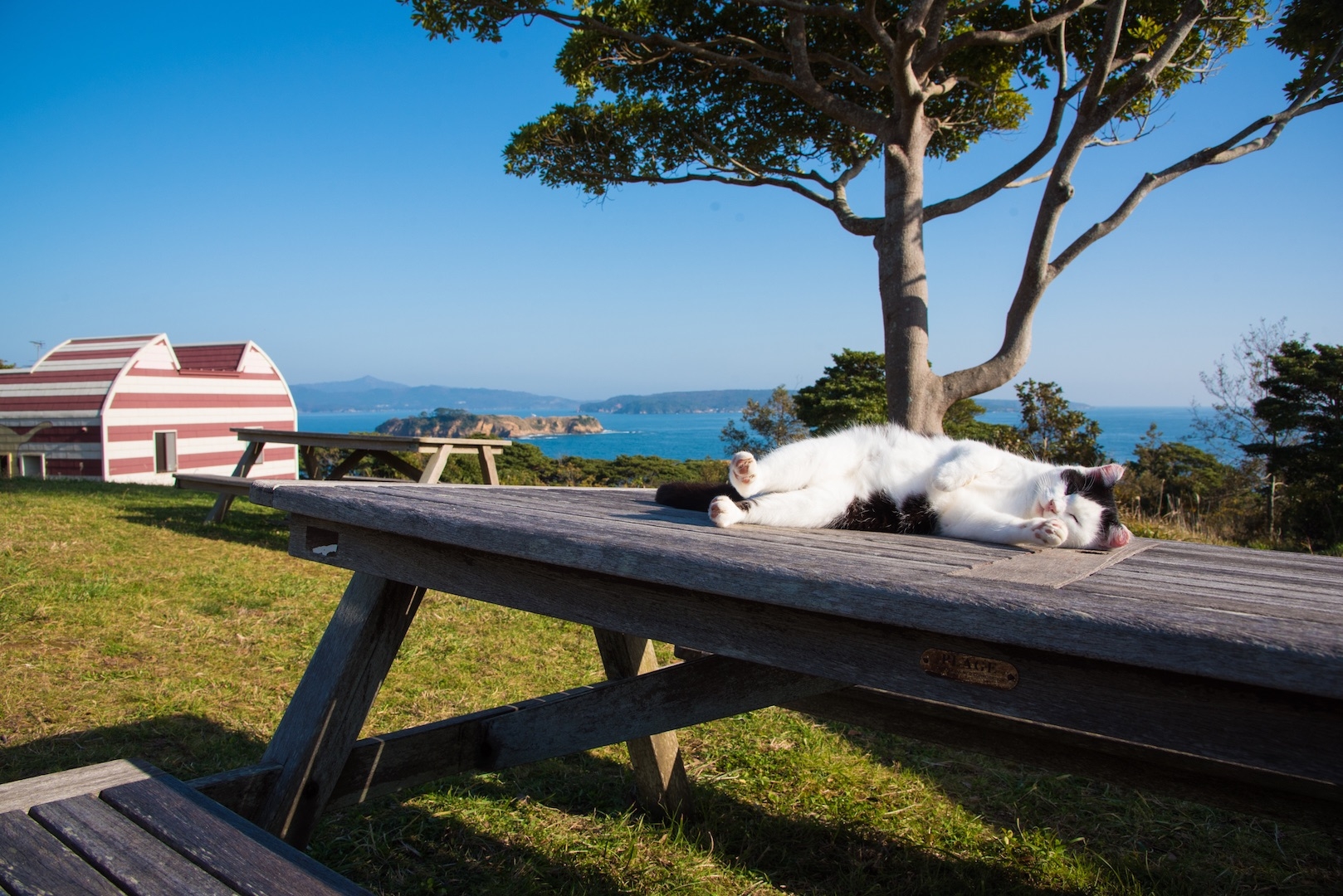 Tashirojima　cat island