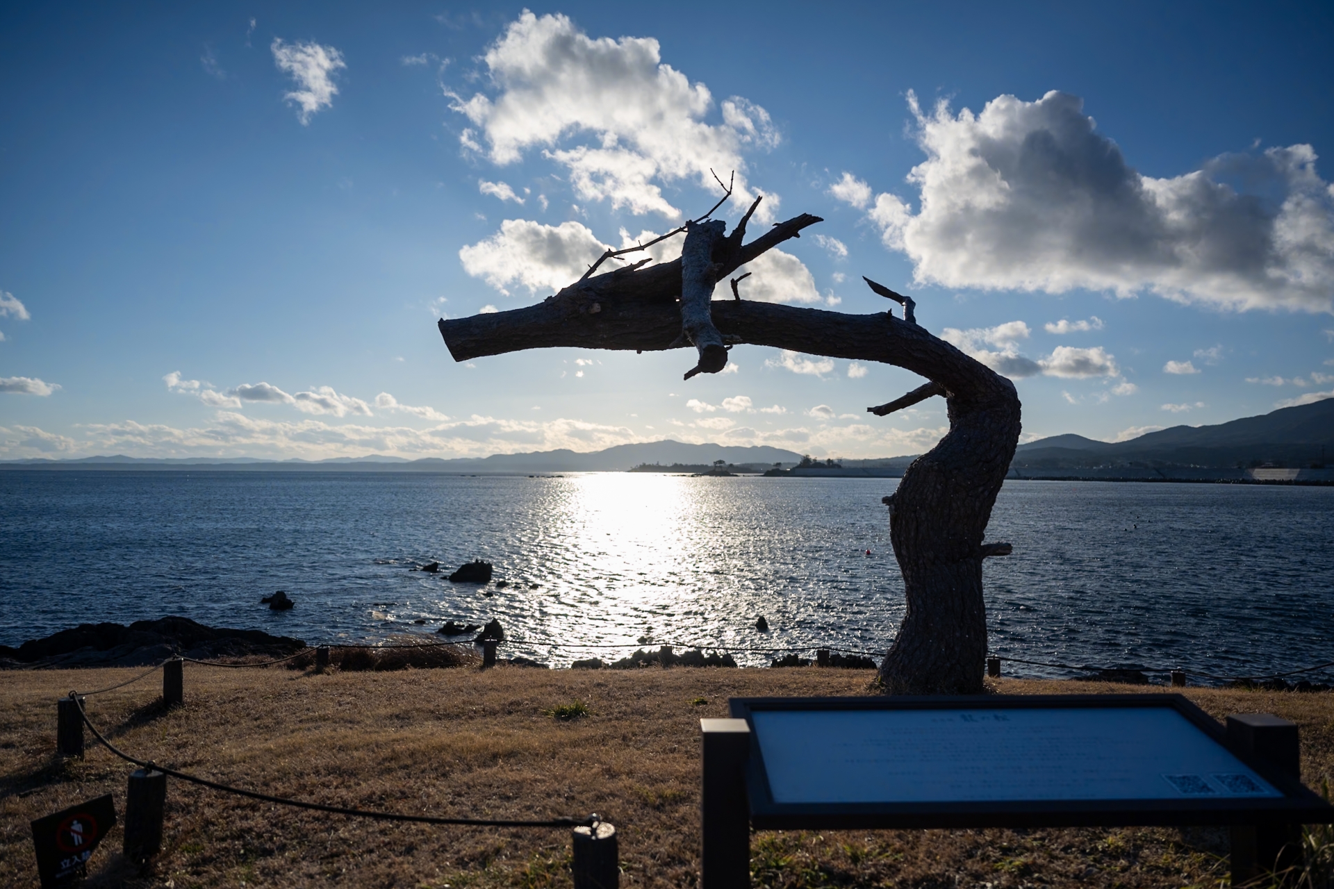 Dragon Pine at the Iwaisaki