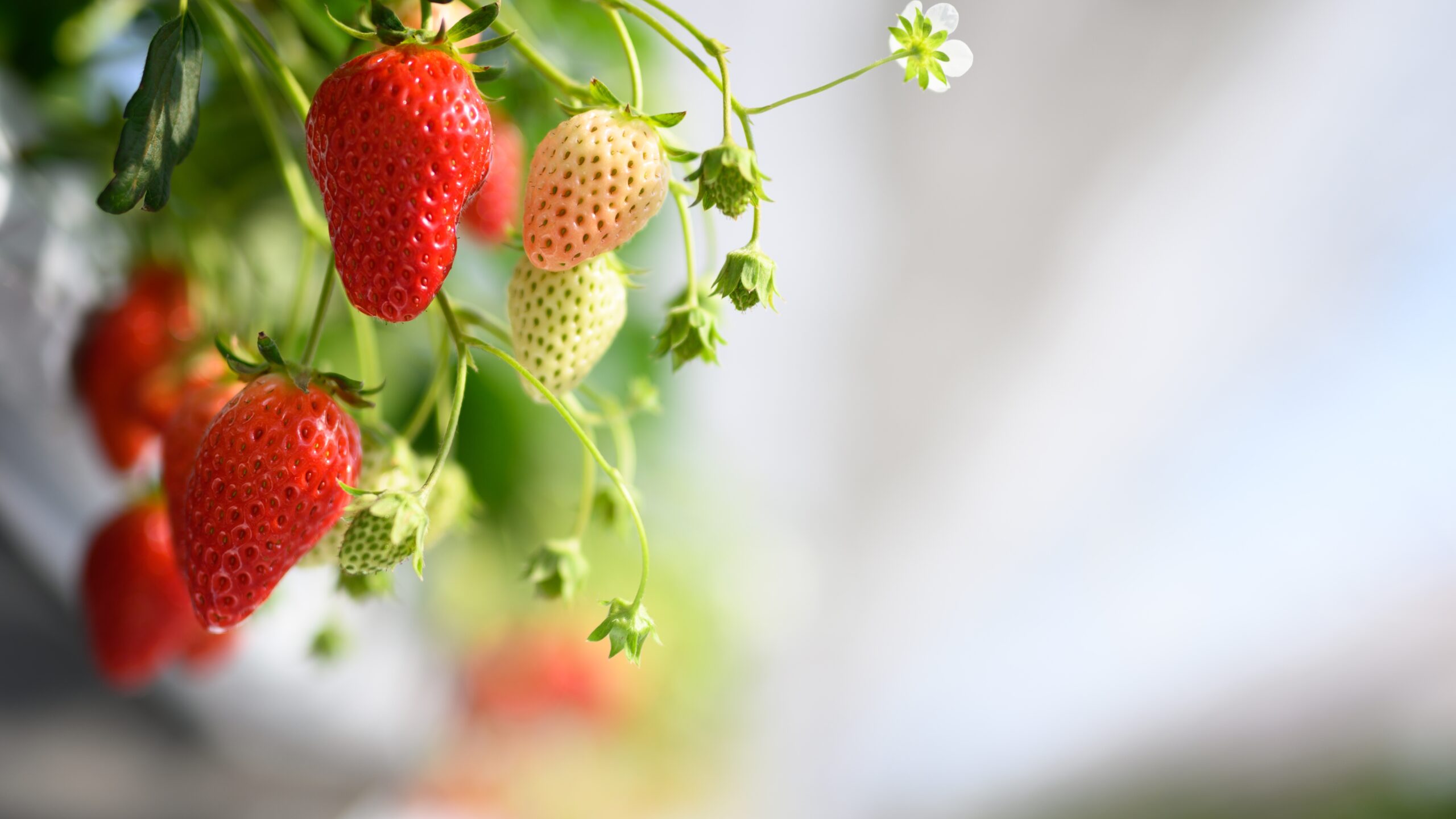 strawberries