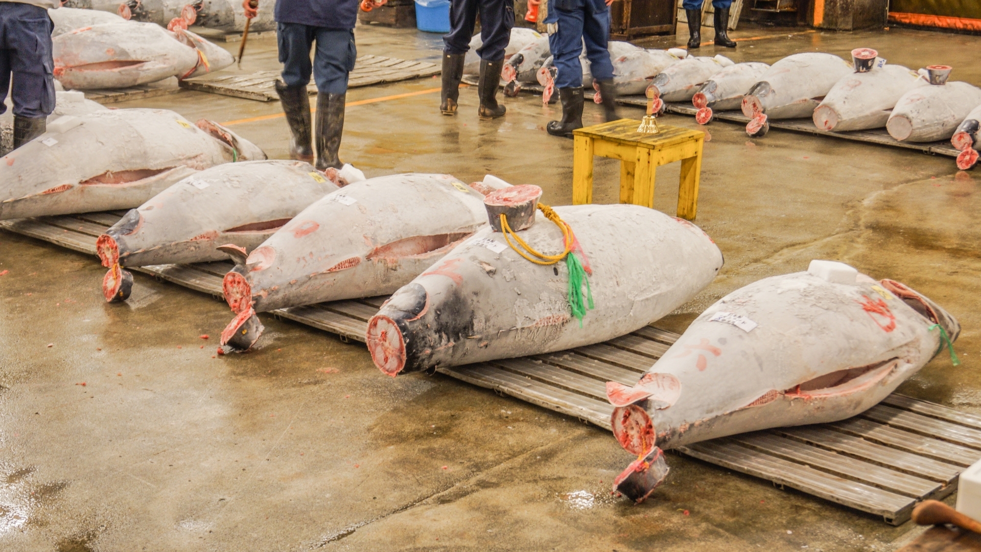 Tuna Auction