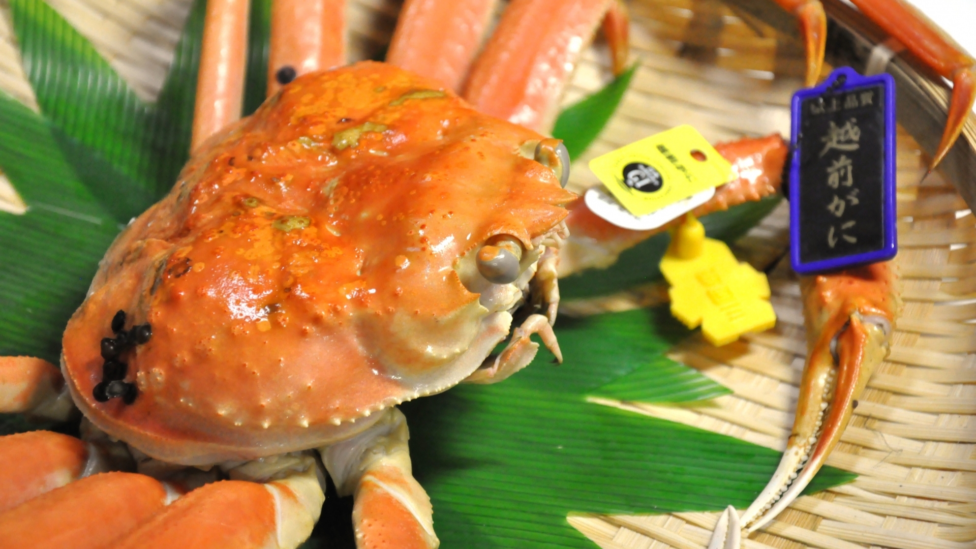 Echizen crab